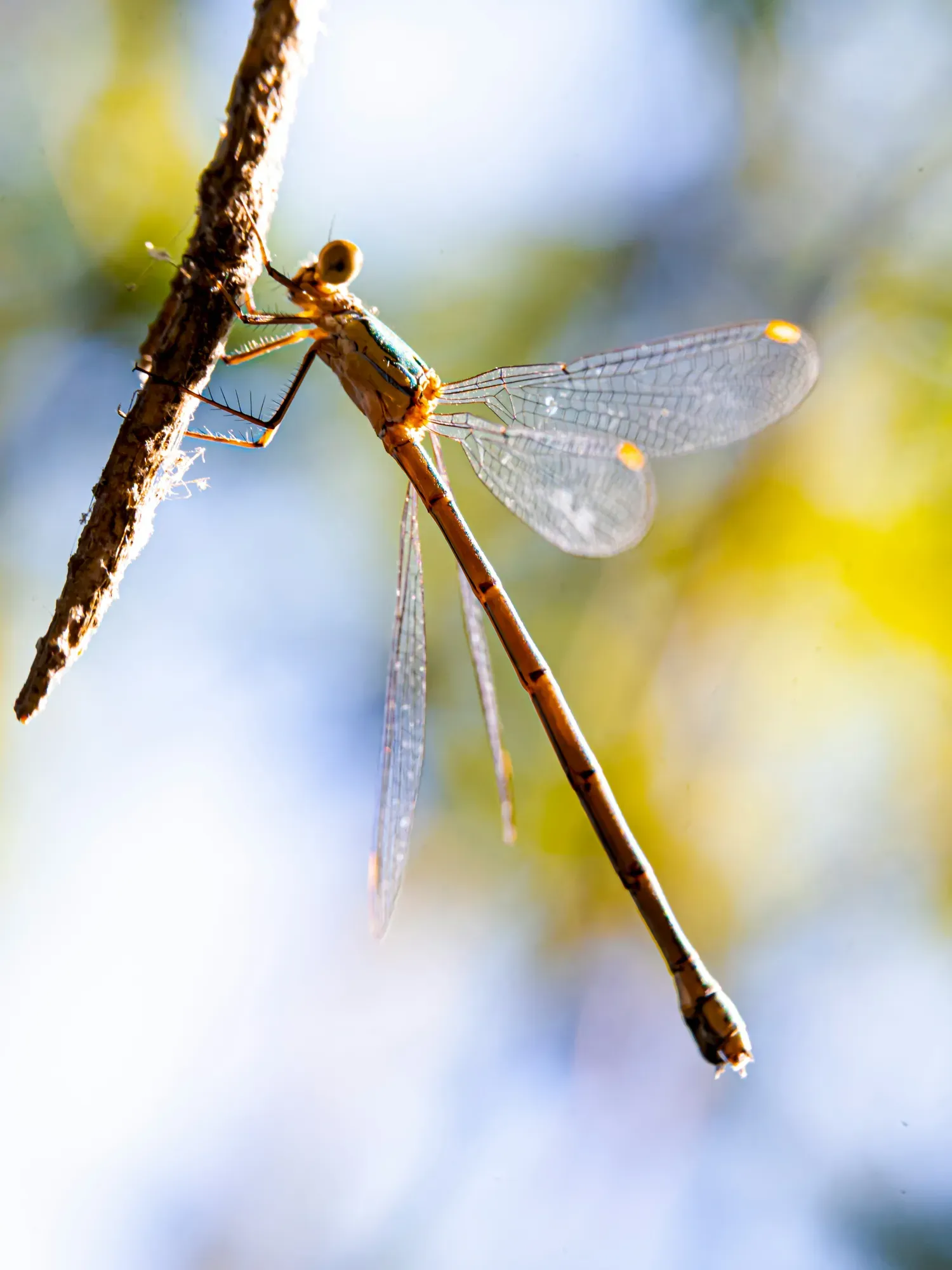 insects plantes (4).webp insects plantes (4).webp