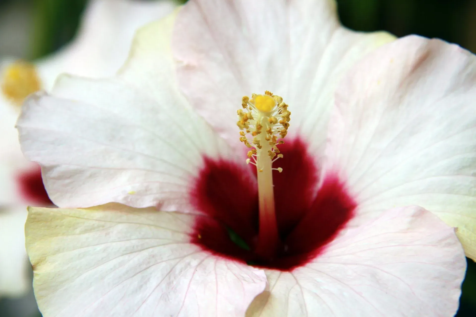 hibiscus
