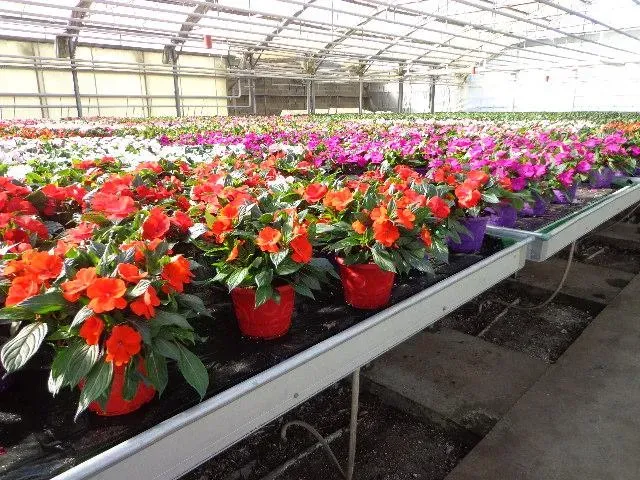 plantes sous serre (3)