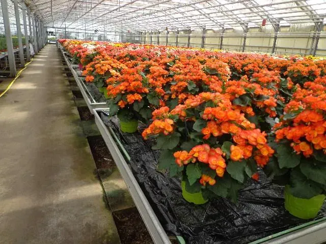 plantes sous serre (2)