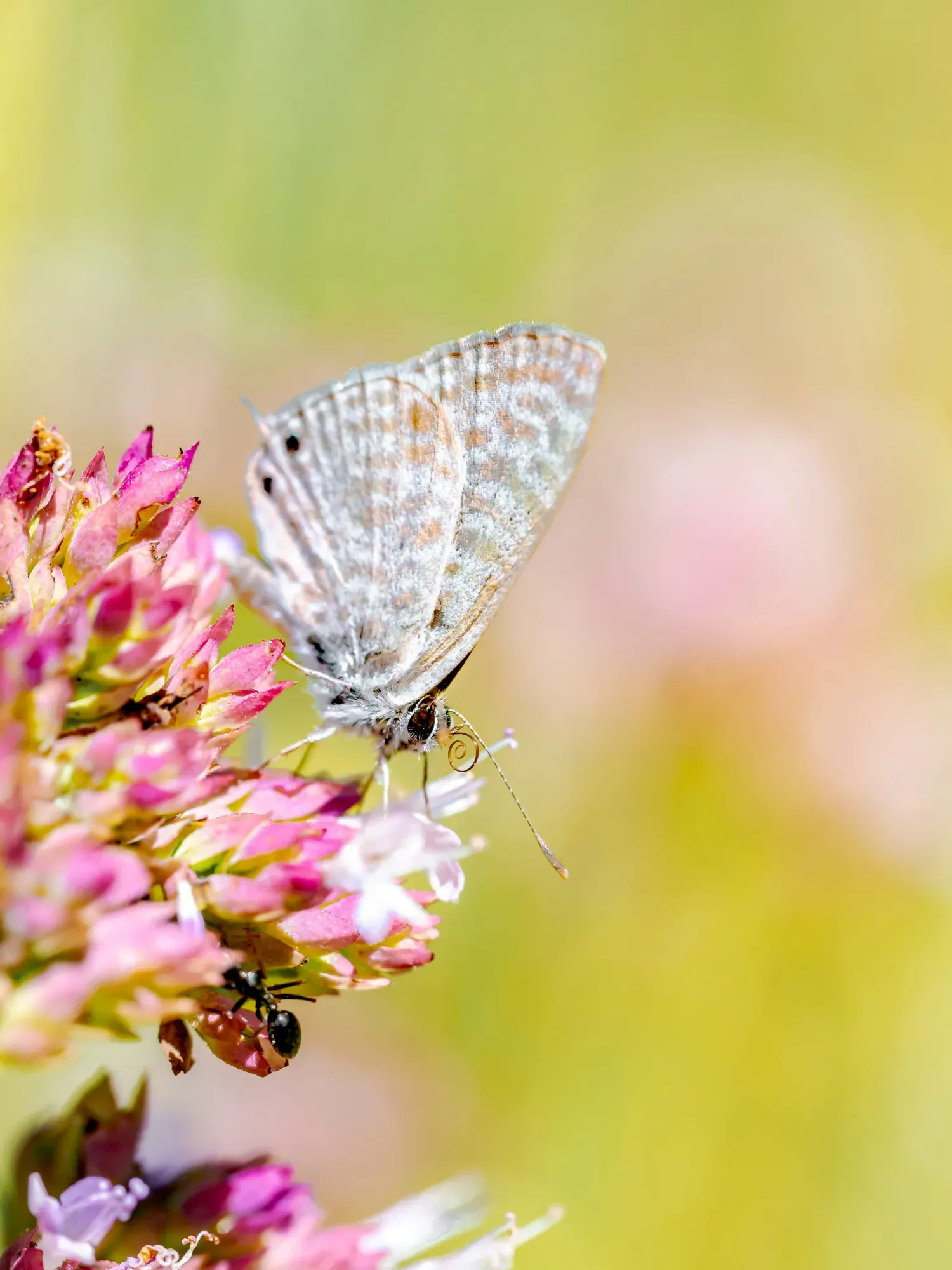 insects plantes (1) insects plantes (1)
