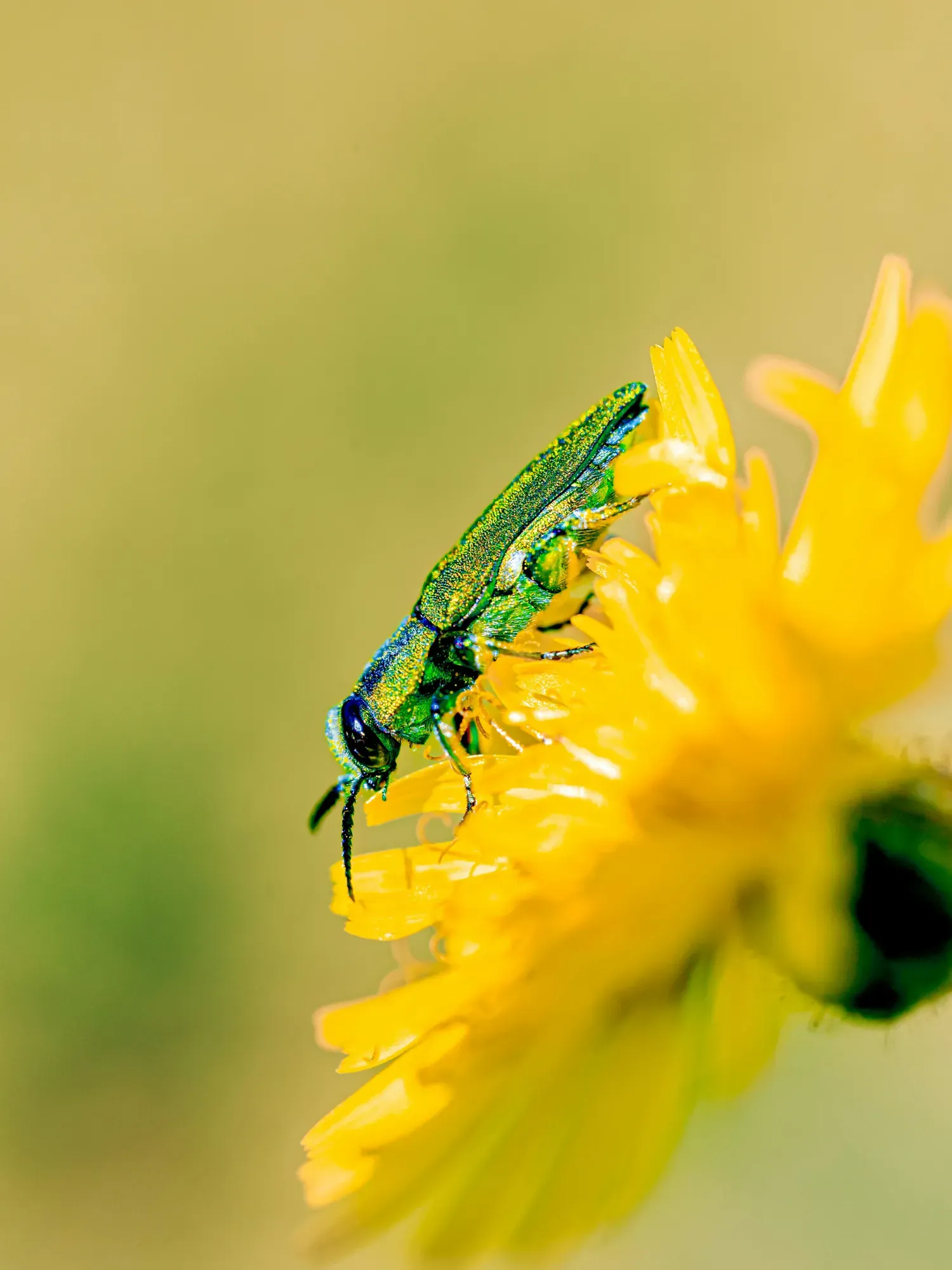 insects plantes (2) insects plantes (2)