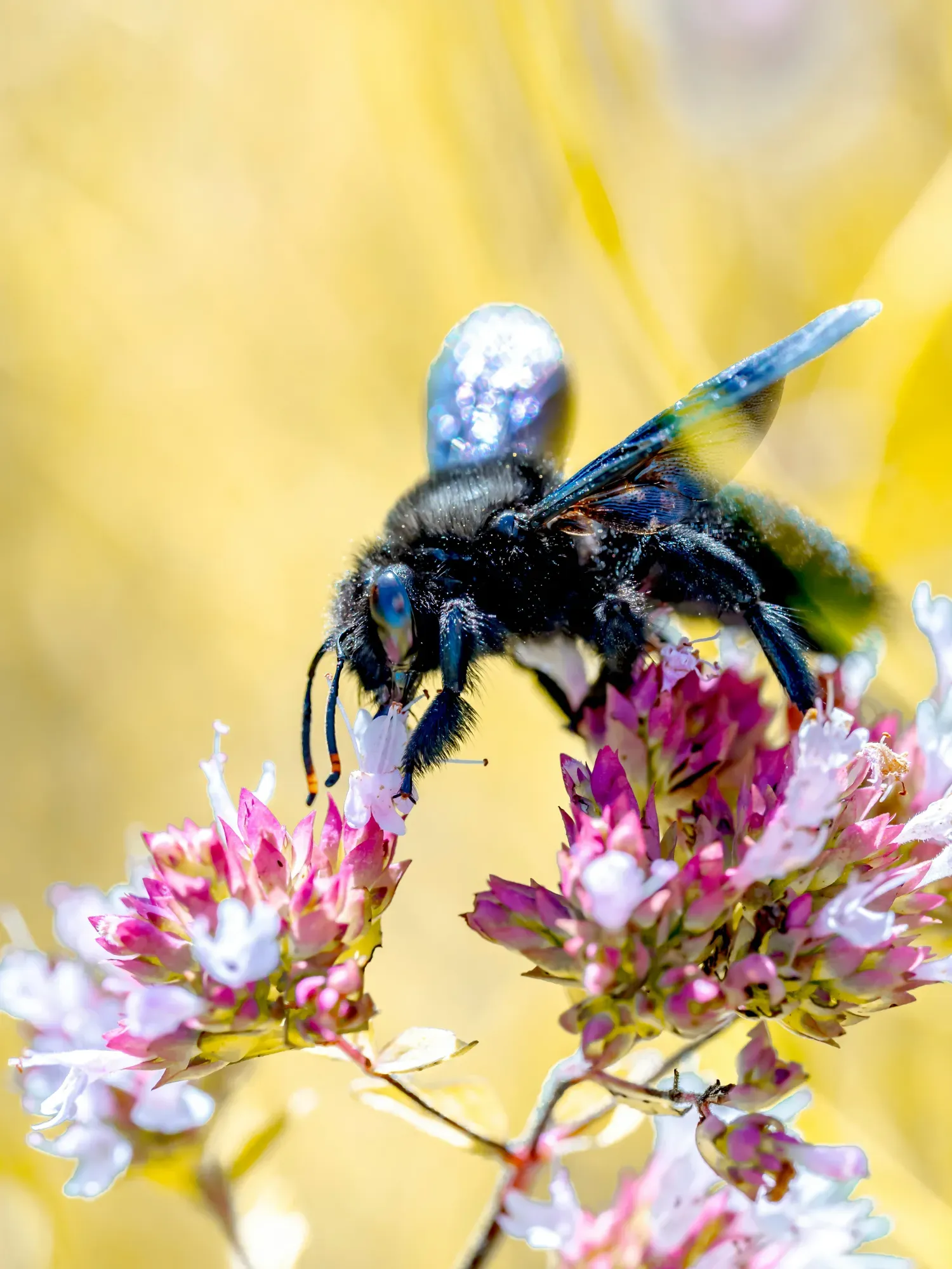 insects plantes (3) insects plantes (3)