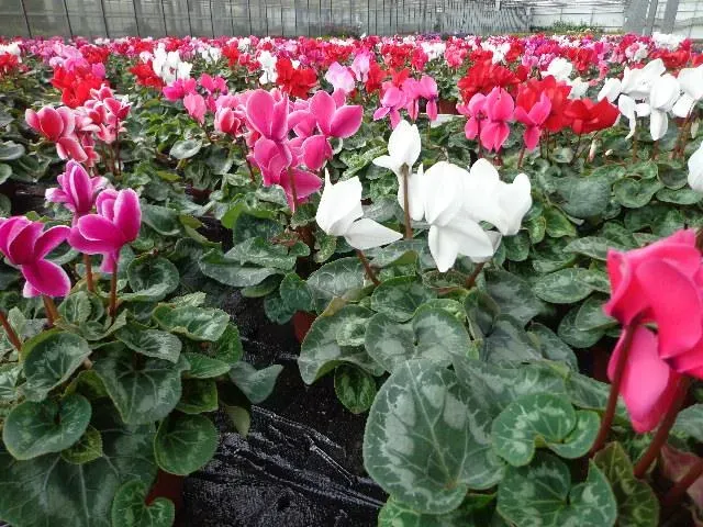 cyclamens (1)