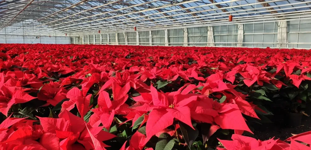 jardinerie près de Cognac 