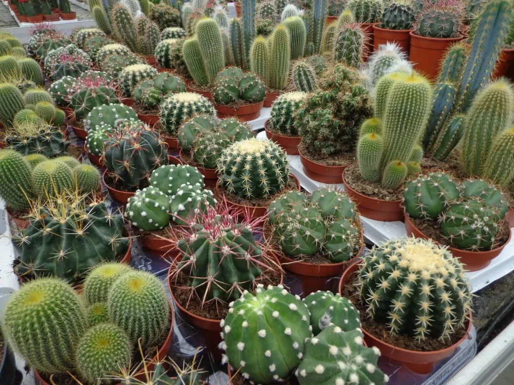 végétaux près de Cognac 