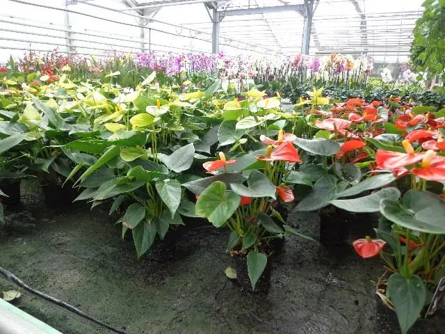 pépinières près de Cognac 