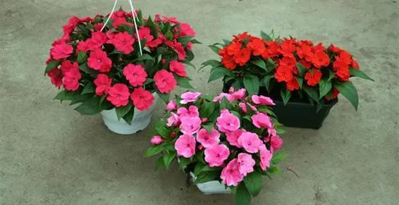 horticulteur près de Cognac 