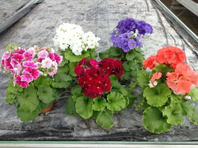 fournisseur de plantes près de Cognac 