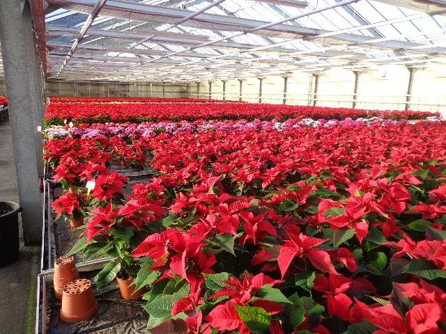 producteur de plantes près de Cognac 