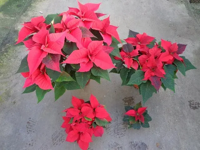 horticulture près de Cognac 